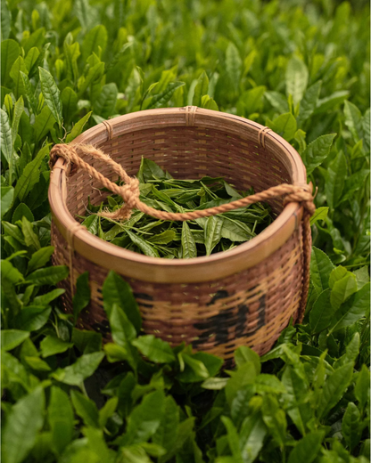 CEREMONIAL SINGLE-ORIGIN MATCHA WITH STEEL CANISTER